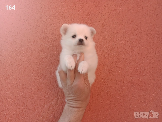 Мини Шпиц - Померан. Мъжки и женски кученца. , снимка 8 - Померан - 53806967