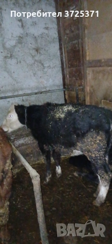 Продавам 5 бр женски телета , снимка 7 - Крави - 53506529