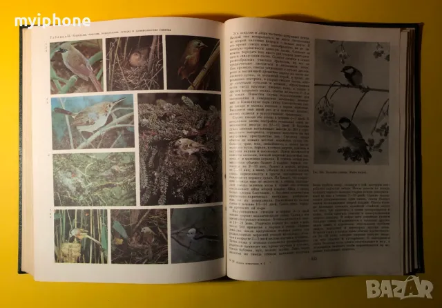 Стара Книга от Поредицата Живота на Животните/ Птиците том 6, снимка 10 - Енциклопедии, справочници - 49252831