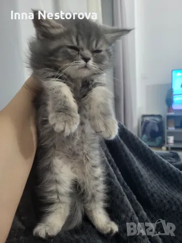 Персийски котарак , снимка 2 - Персийска - 55937868