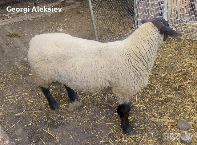 Чистокръвен елитен коч Съфолк, снимка 3 - Овце - 53262219