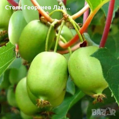 самоопрашващо киви , снимка 4 - Разсади - 53641067