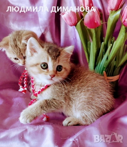 Шотландски мъжки златни чинчили. 