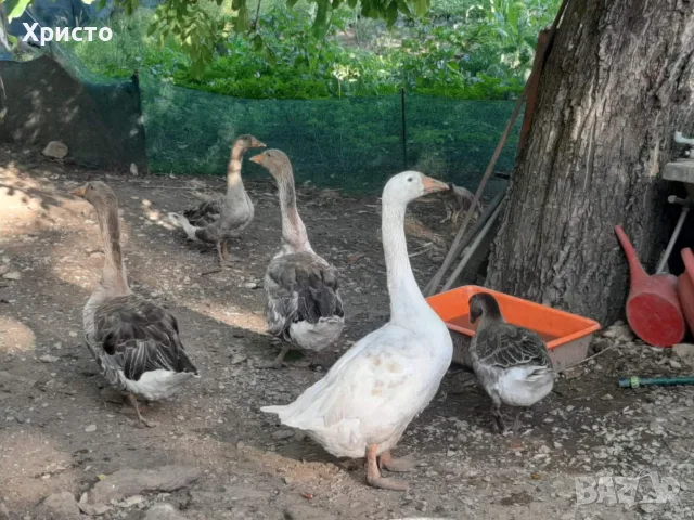 Продавам гъски .......,.............., снимка 2 - Кокошки и пуйки - 55895535