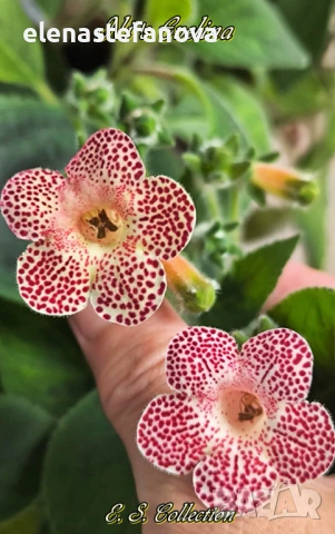 Комплект от 4 сортови колерии: Flashdance, Marta, Amabillis и Ni's Evelina, снимка 4 - Стайни растения - 53780958