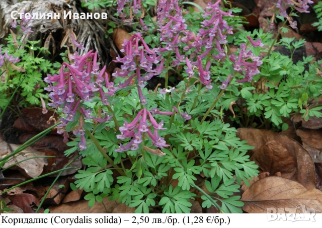 Коридалис, плътногрудеста лисичина (Corydalis solida) – грудки