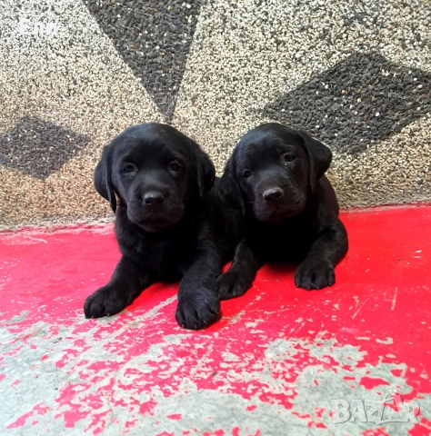 Чистокръвни лабрадорчета , снимка 4 - Лабрадор ретривър - 52679680