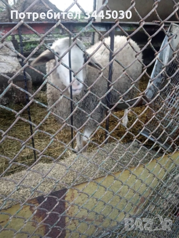 Продавам коч, кози , пуйки , паун 