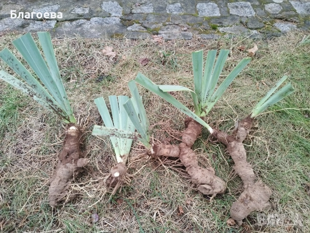 Ириси комплект от 6 броя грудки цвят лилав , снимка 2 - Градински цветя и растения - 50689034