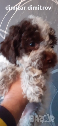 лагото романьоло , снимка 16 - Други - 52431390