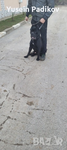 мъжко кане корсо за разплод, снимка 8 - Кане корсо - 53614357