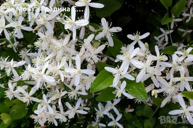 Клематис 2 сорта , снимка 4 - Градински цветя и растения - 49762083