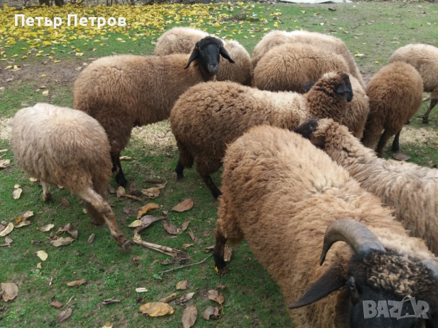 Агнета, снимка 4 - Овце - 47164067