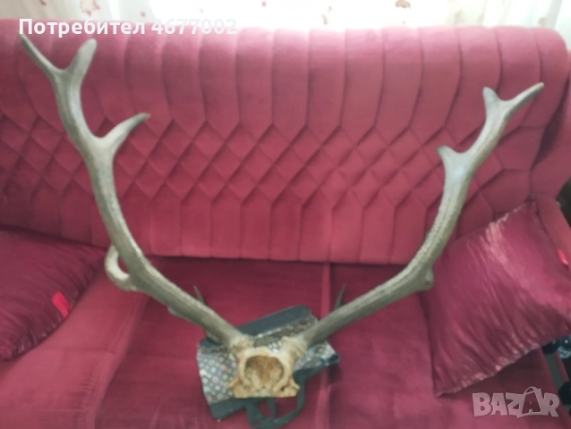 Красив трофей от елен, снимка 5 - Антикварни и старинни предмети - 52793539