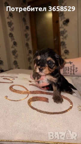 Йоркширски териер, снимка 2 - Йоркширски териер - 53044209