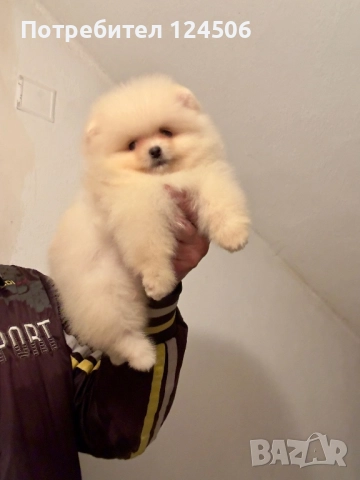 Померан мини померанче