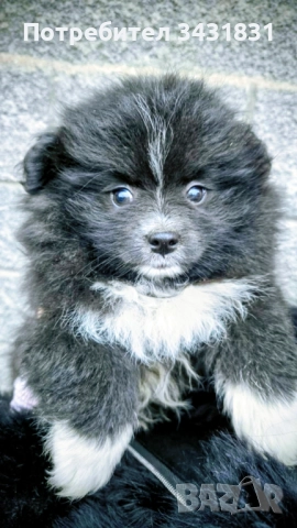 Померани на два месеца.Ваксинирани!Търсят новите си стопани,да ги гледат и обичат!, снимка 2 - Померан - 52158026
