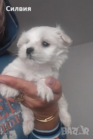 предлагам малтийска болонки , снимка 1