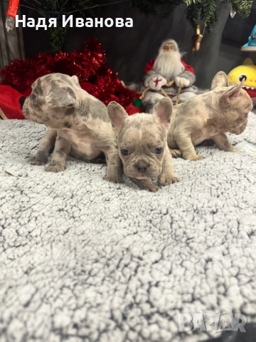 Френски булдог - Мерле, снимка 4 - Френски булдог - 52795127