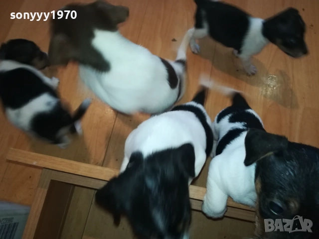 КУЧЕНЦА ДЖАК РЪСЕЛ 250ЛВ ЗА БРОЙ 1510251740, снимка 9 - Джак ръсел териер - 52065544