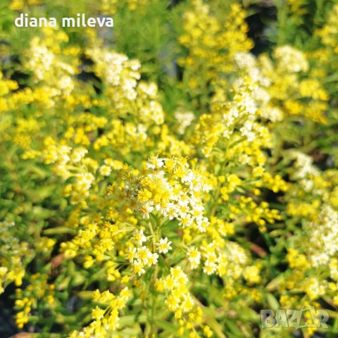 Солидаго, Solidago, снимка 7 - Градински цветя и растения - 41500194