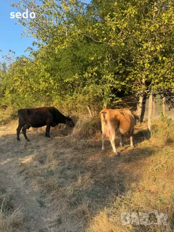 Продавам 2 крави