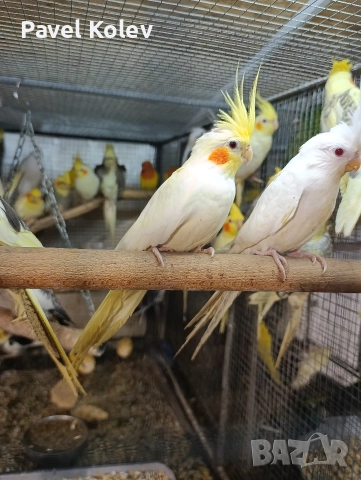 Коледна промоция на папагали , снимка 7 - Папагали - 52658145