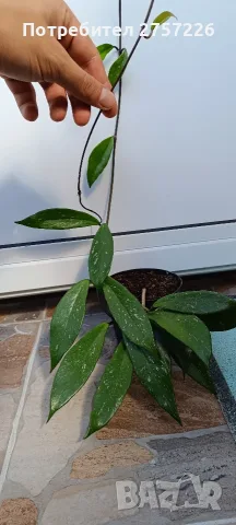 Hoya pubicalyx,Хоя пубикаликс, снимка 3 - Стайни растения - 56071191