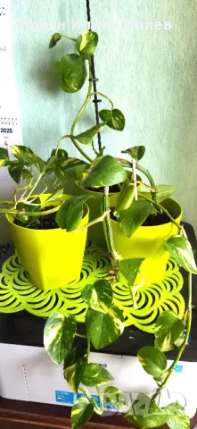 Цветя стайни