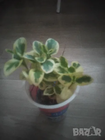 МНОГО КРАСИВО ХРАСТЧЕ СЪС ШАРЕНИ ЛИСТА, снимка 4 - Градински цветя и растения - 47805507