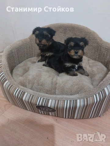 Йоркширски териер 