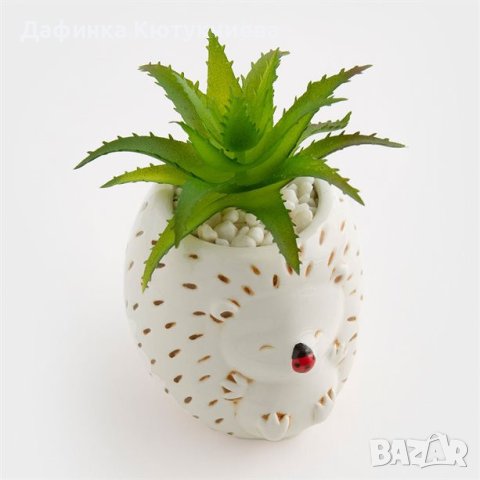 Растение Hedgehog