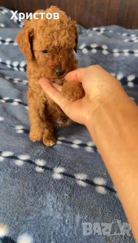 Мини пуделчета той , снимка 5 - Пудели - 52557736