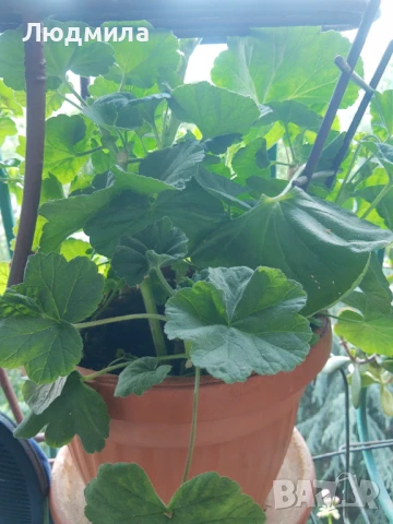 Мушкато,сандъчета,големи,отгледани,последни бройки,ДОГОВАРЯНЕ,готови за декорация и ползване за дома, снимка 9 - Градински цветя и растения - 50448492