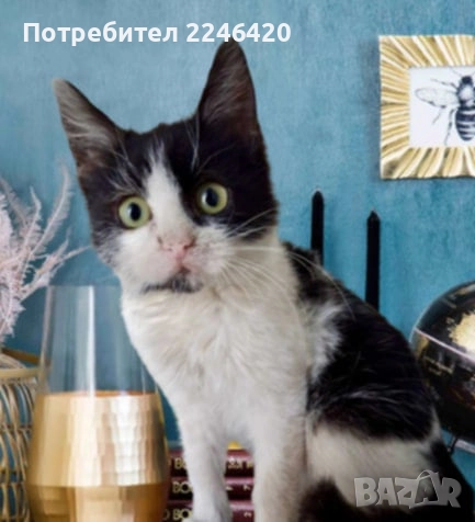 2-месечно момиченце търси дом , снимка 3 - Други - 52253863