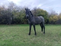 Продавам кон, снимка 1