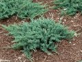 Хвойна Блу Чип, Juniperus hor. Blue Chip , снимка 3