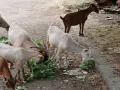 Предлагам две млади кози и един пръч. , снимка 6