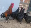 Кокошки черен мед Маран , снимка 6