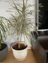 Драцена(шарена и зелена), снимка 2