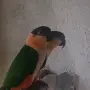 Двойка. . Кайки , снимка 2