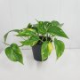 Епипремнум -пречиства въздуха в стаята-10 лева, снимка 1 - Градински цветя и растения - 41390641