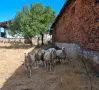 Продавам стадо чистокръвни овце. 5 майки и 1 овен., снимка 1