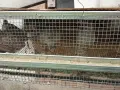  продавам пъдпъдъци с клетките, снимка 4
