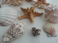 Морска красота за декорация, снимка 5