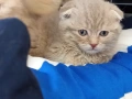 Шотландски клепоухи котенца, снимка 8