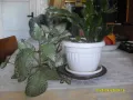 Продавам цвете "ЕПИСЦИЯ" и "КОЛЕДЕН КАКТУС", снимка 2