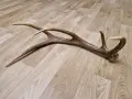 рог от елен         . , снимка 3