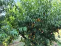 Овощна градина-праскови, снимка 6