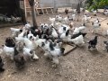 Невероятни БРАМА кокошки , снимка 3